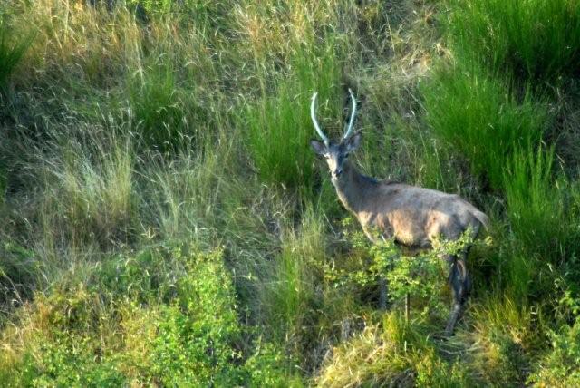 QUIZ:  INDOVINA L''UNGULATO!!! (per i non 